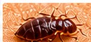 Bed Bug Control service