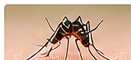 Mosquito Control service